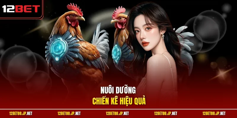 Nuôi dưỡng chiến kê hiệu quả